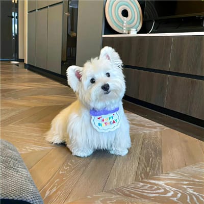 Bobby Ongpin avatar